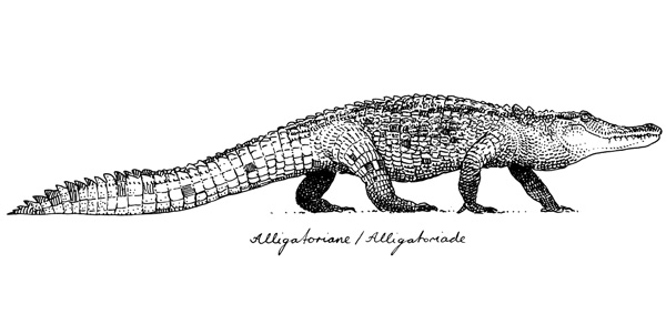 Alligator Louisiane